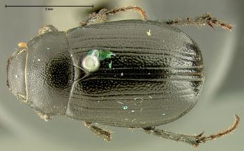 Media type: image;   Entomology 24793 Aspect: habitus dorsal view